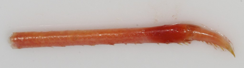 Shrimp Leg