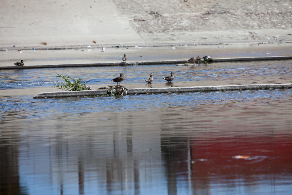 Ducks in the LA River