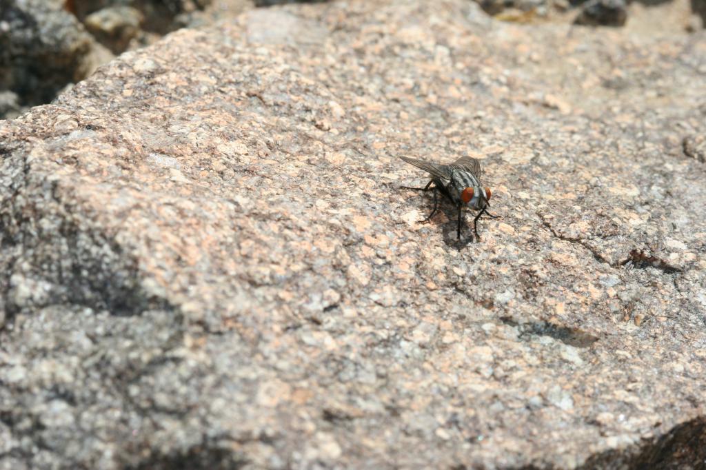 fly on a rock