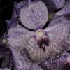 purple checkered orchid